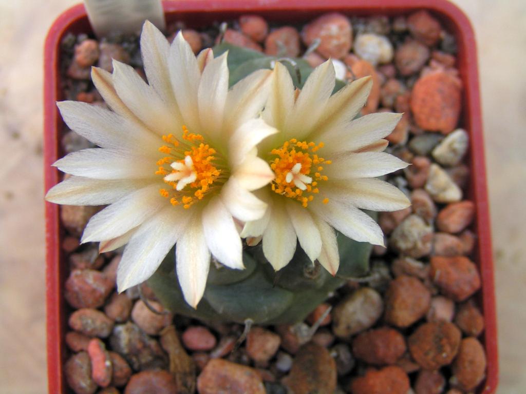 Turbinicarpus schwarzii